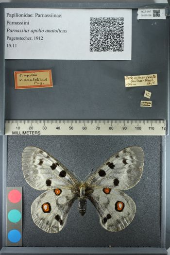 Media type: image;   Entomology 175136